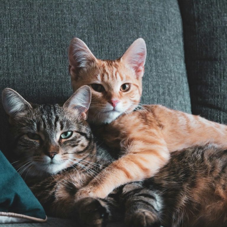 Zwei Katzen liegen entspannt auf einer Couch, eine gestreift und eine orange.